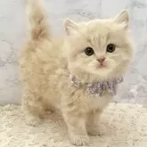 サイベリアン