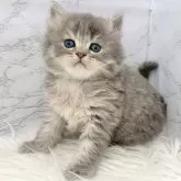 ミヌエット(長足)