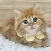 ミヌエット(短足)