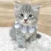 サイベリアン