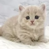 ミヌエット(短足)