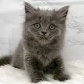 マンチカン(長足)