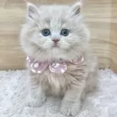 ミヌエット(長足)