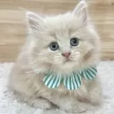 サイベリアン