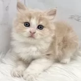 ミヌエット(長足)