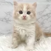 ミヌエット(長足)