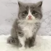 マンチカン(長足)