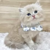 サイベリアン