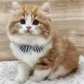 ミヌエット(長足)【愛知県・男の子・2024年12月30日・レッドタビー&ホワイト】の写真1「活発なじゃれ合いや遊びの中で、お髭が少し短くなっておりますが、成長とともに生え揃ってきます🌼」