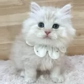 ミヌエット(長足)