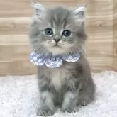 ミヌエット(長足)