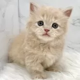 ミヌエット(短足)