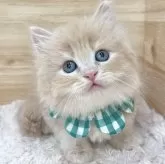 サイベリアン