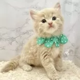 サイベリアン