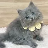 サイベリアン