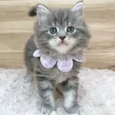 サイベリアン