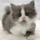 ミヌエット(長足)