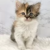 ミヌエット(長足)【愛知県・女の子・2025年5月18日・ブラウンパッチドタビー&ホワイト】の写真1