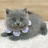ブリティッシュロングヘア