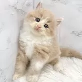 ミヌエット(長足)