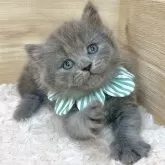 ミヌエット(長足)