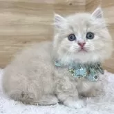 ミヌエット(短足)