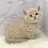 ミヌエット(長足)【愛知県・女の子・2025年12月19日・クリームタビー】の写真2