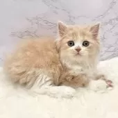 ミヌエット(長足)【愛知県・女の子・2025年9月21日・クリームタビー&ホワイト】の写真2