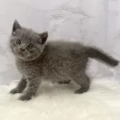 ブリティッシュショートヘア【愛知県・女の子・2025年11月4日・ブルー】の写真2