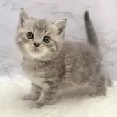 マンチカン(長足)【愛知県・男の子・2025年9月24日・ブルータビー】の写真2