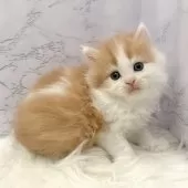 ミヌエット(長足)【愛知県・男の子・2025年10月20日・レッドタビー&ホワイト】の写真2