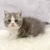 マンチカン(短足)【愛知県・女の子・2025年9月24日・ブルータビー&ホワイト】の写真2