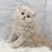 ミヌエット(長足)【愛知県・女の子・2025年11月7日・クリームタビー】の写真3