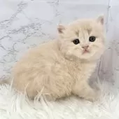 ミヌエット(長足)【愛知県・男の子・2025年10月13日・クリームタビー】の写真3