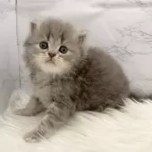 ミヌエット(長足)【愛知県・女の子・2025年11月7日・ブルーパッチドタビー】の写真3