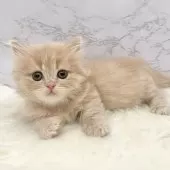 ミヌエット(短足)【愛知県・男の子・2025年9月17日・クリームタビー】の写真3