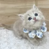 サイベリアン【愛知県・男の子・2025年2月1日・クリームタビー】の写真3