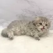 ミヌエット(長足)【愛知県・男の子・2025年9月21日・ブルータビー】の写真3