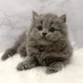 ミヌエット(長足)【愛知県・男の子・2026年2月14日・ブルー】の写真3