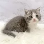 マンチカン(短足)【愛知県・女の子・2025年9月24日・ブルータビー&ホワイト】の写真3