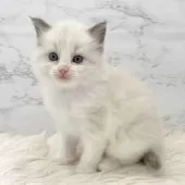 ラグドール【愛知県・女の子・2025年7月31日・ブルーポイントバイカラー】の写真3