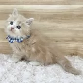 サイベリアン【愛知県・男の子・2025年1月16日・クリームタビー&ホワイト】の写真3