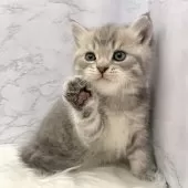 マンチカン(長足)【愛知県・男の子・2025年9月24日・ブルータビー】の写真3