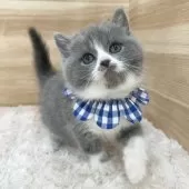 ブリティッシュショートヘア【愛知県・男の子・2025年1月26日・ブルー&ホワイト】の写真4