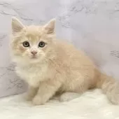 サイベリアン【愛知県・男の子・2025年9月19日・クリームタビー&ホワイト】の写真4