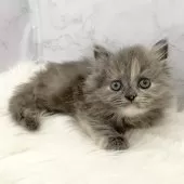 ミヌエット(短足)【愛知県・女の子・2025年10月27日・ブルーパッチドタビー】の写真4