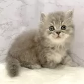 ミヌエット(長足)【愛知県・男の子・2025年10月3日・ブルータビー】の写真4