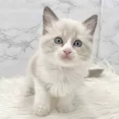 ラグドール【愛知県・女の子・2025年5月20日・ブルーポイントバイカラー】の写真4