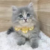 サイベリアン【愛知県・女の子・2025年3月31日・ブルーパッチドタビー】の写真4