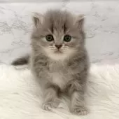 ミヌエット(長足)【愛知県・女の子・2025年11月7日・ブルーパッチドタビー】の写真4